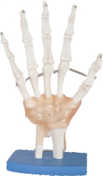 Life Size Hand Joint With Ligaments Pharmaceutical and Anatomical Model Gifts